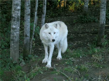 loup blanc